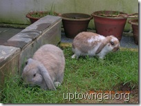 lop rabbits